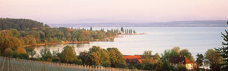 Blick über Weinberge auf den Bodensee