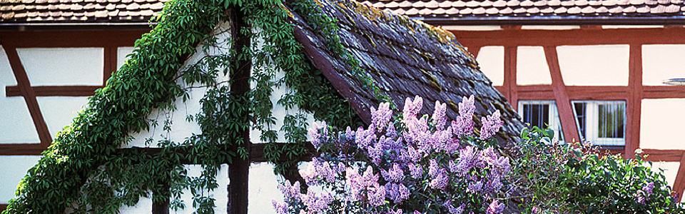 Fachwerkdetail mit blühendem Flieder